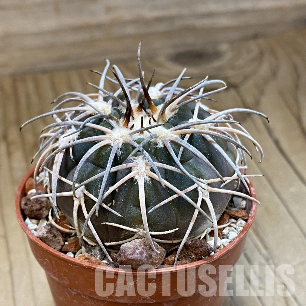 SH33799 Gymnocalycium spegazzinii TOM 06-81/1 - Image 2