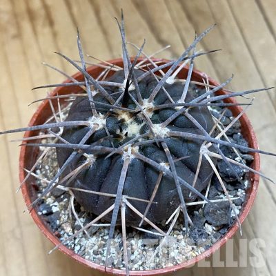 SH33807 Gymnocalycium spegazzinii VS 120