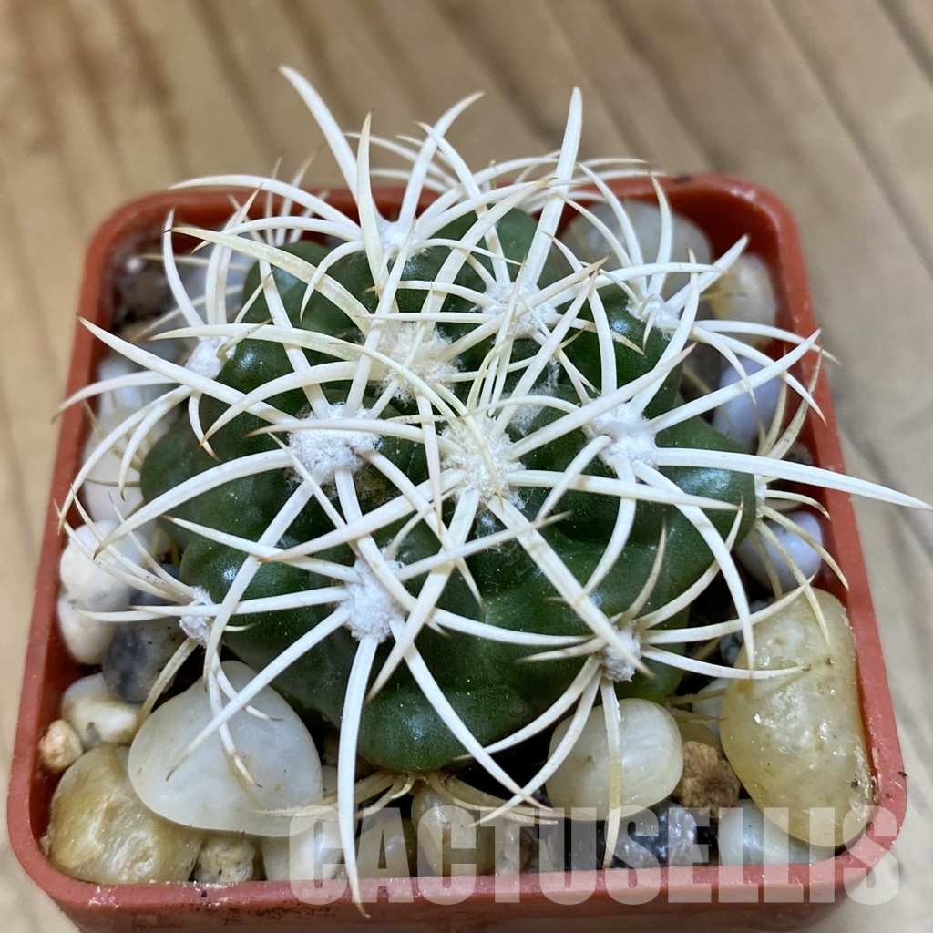 SH33808 Discocactus zehntneri ssp. alagoinhae, own roots