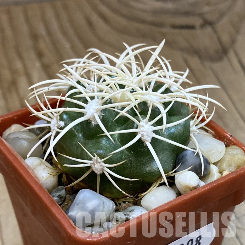 SH33808 Discocactus zehntneri ssp. alagoinhae, own roots - Image 2