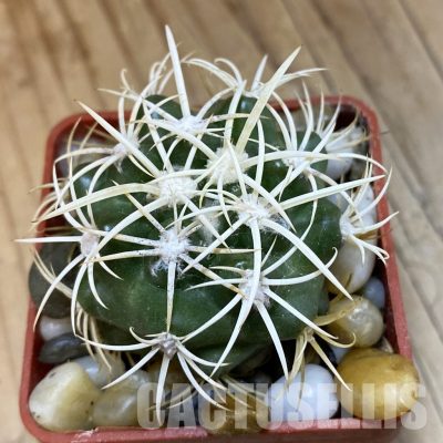 SH33810 Discocactus zehntneri ssp. alagoinhae, own roots