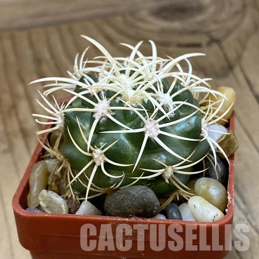SH33810 Discocactus zehntneri ssp. alagoinhae, own roots - Image 2