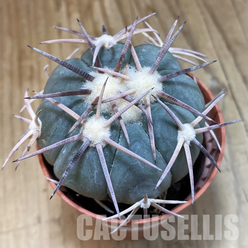 SH33750 Echinocactus horizonthalonius -Las Tablas-