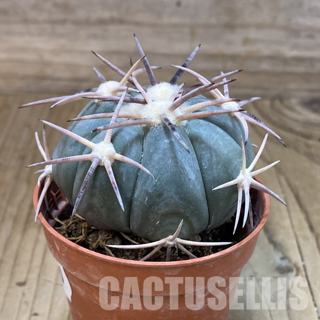 SH33750 Echinocactus horizonthalonius -Las Tablas- - Image 2