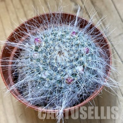 SH33763 Mammillaria hahniana