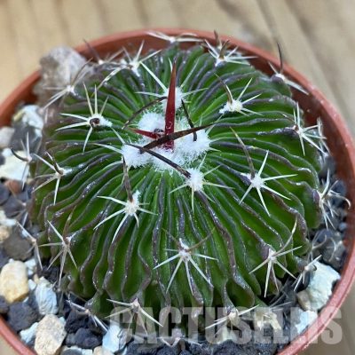 SH33765 Echinofossulocactus multicostatus SB157