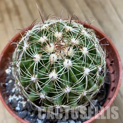 SH33766 Hamatocactus setispinus f. flavibaccatus