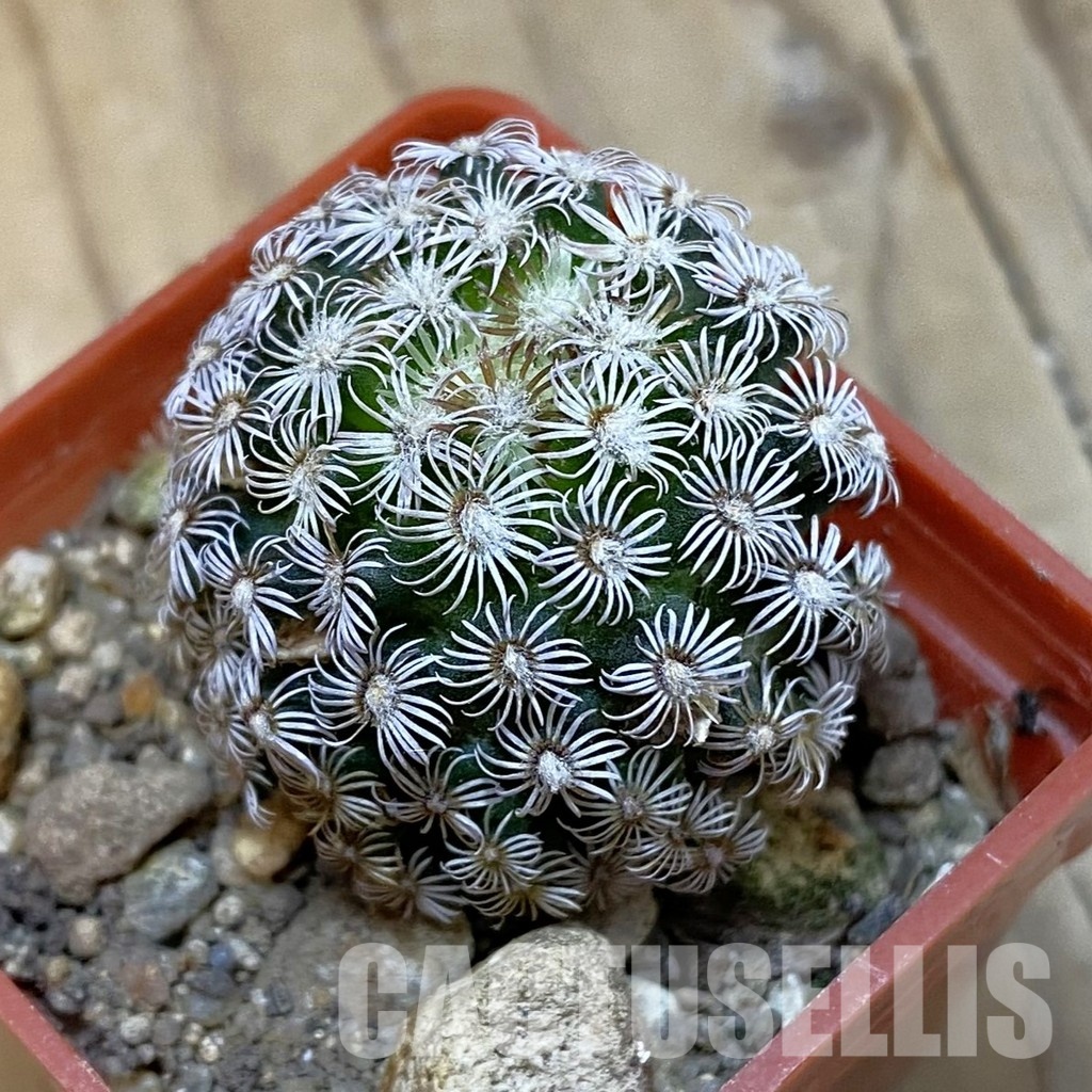SH33768 Mammillaria hernandezii
