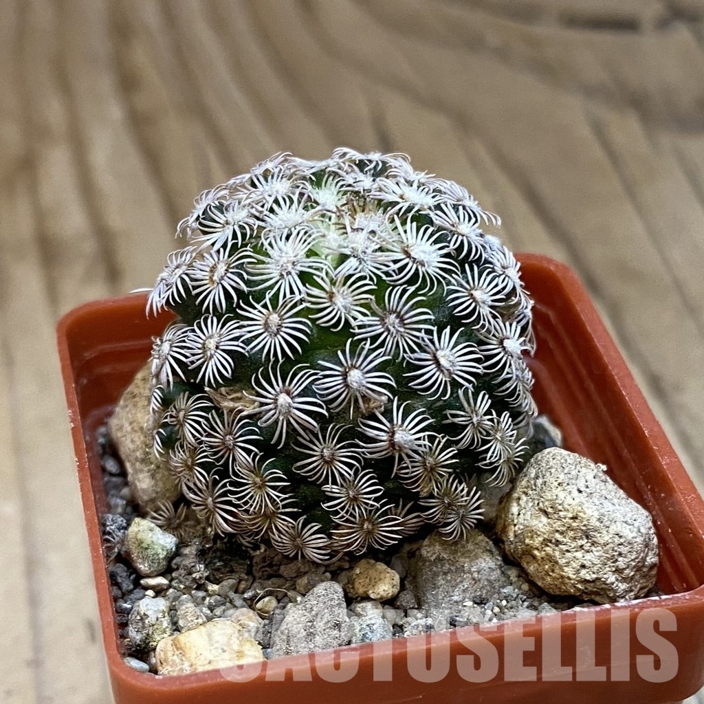 SH33768 Mammillaria hernandezii - Image 2