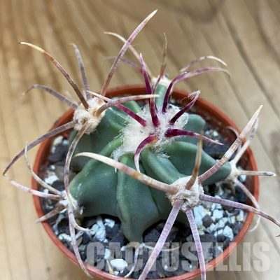 SH33772 Echinocactus parryi