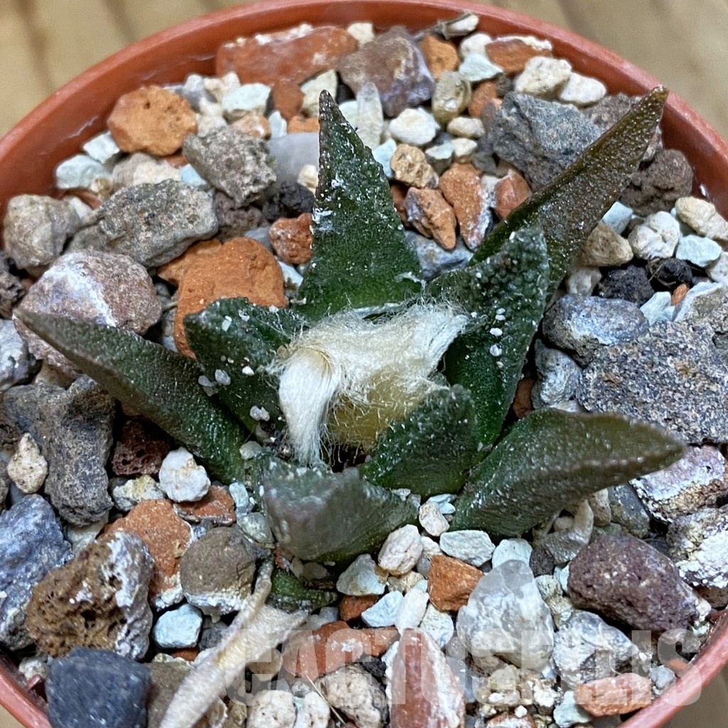SH33775 Ariocarpus bravoanus -El Nunez-