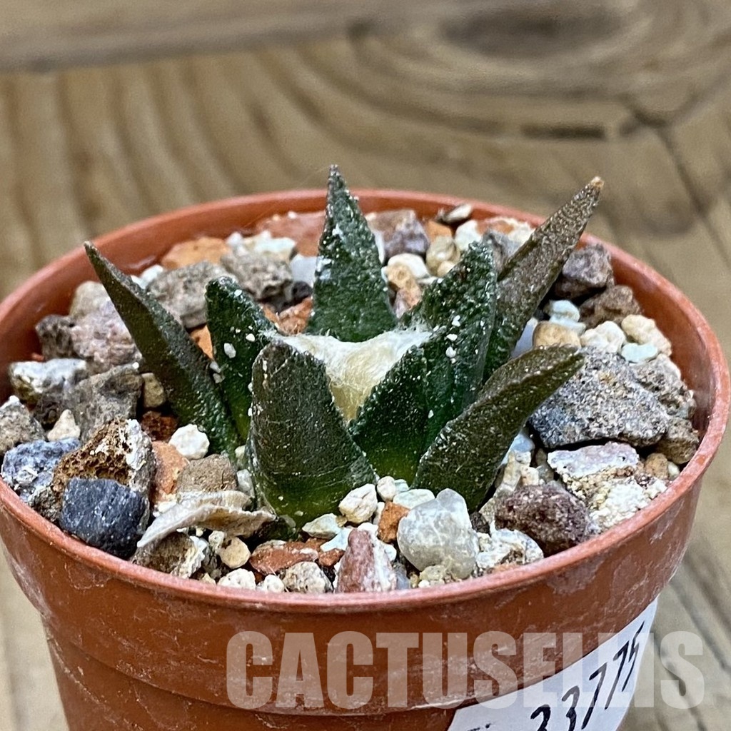 SH33775 Ariocarpus bravoanus -El Nunez- - Image 2