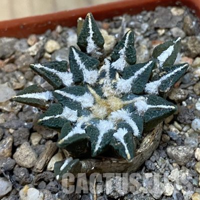 SH33776 Ariocarpus kotschoubeyanus v. macdowellii