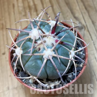 SH33752 Echinocactus horizonthalonius -Tula-
