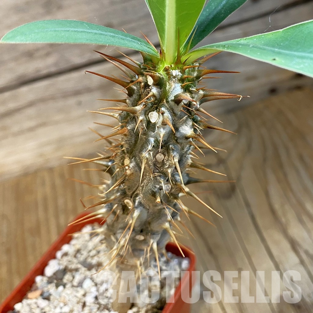 SH33867 Euphorbia didiereoides