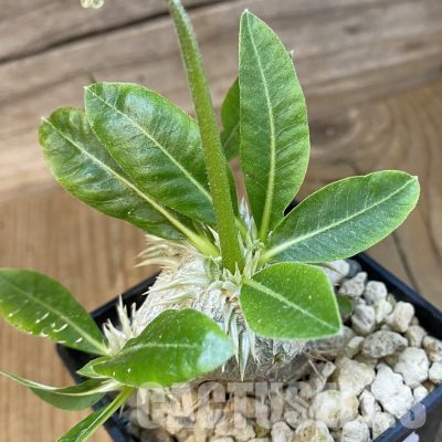 SH33869 Pachypodium brevicaule, grafted