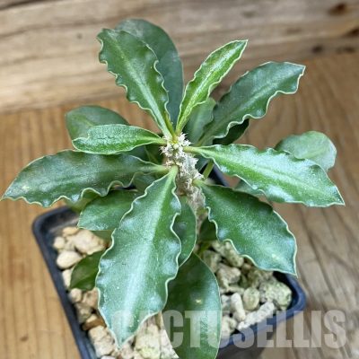 SH33870 Euphorbia cap-saintemariensis