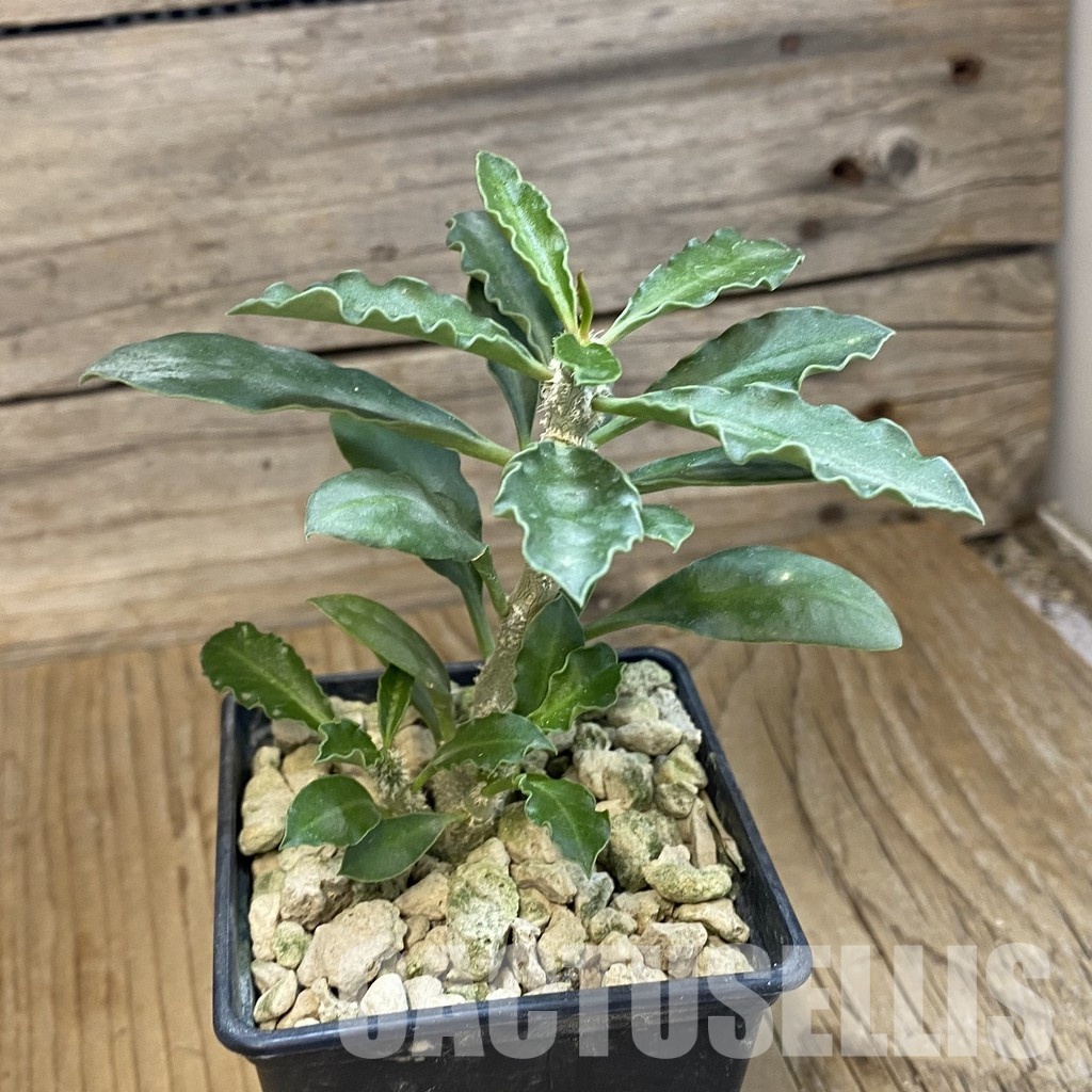 SH33870 Euphorbia cap-saintemariensis - Image 2