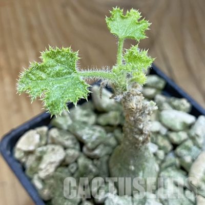 SH33873 Dendrosicyos socotrana