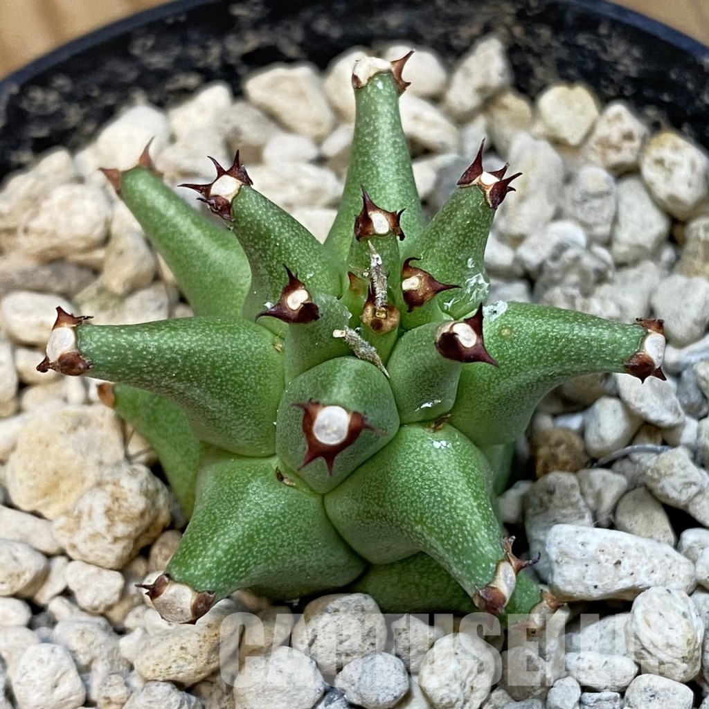 SH33874 Monadenium schubei ES 20190