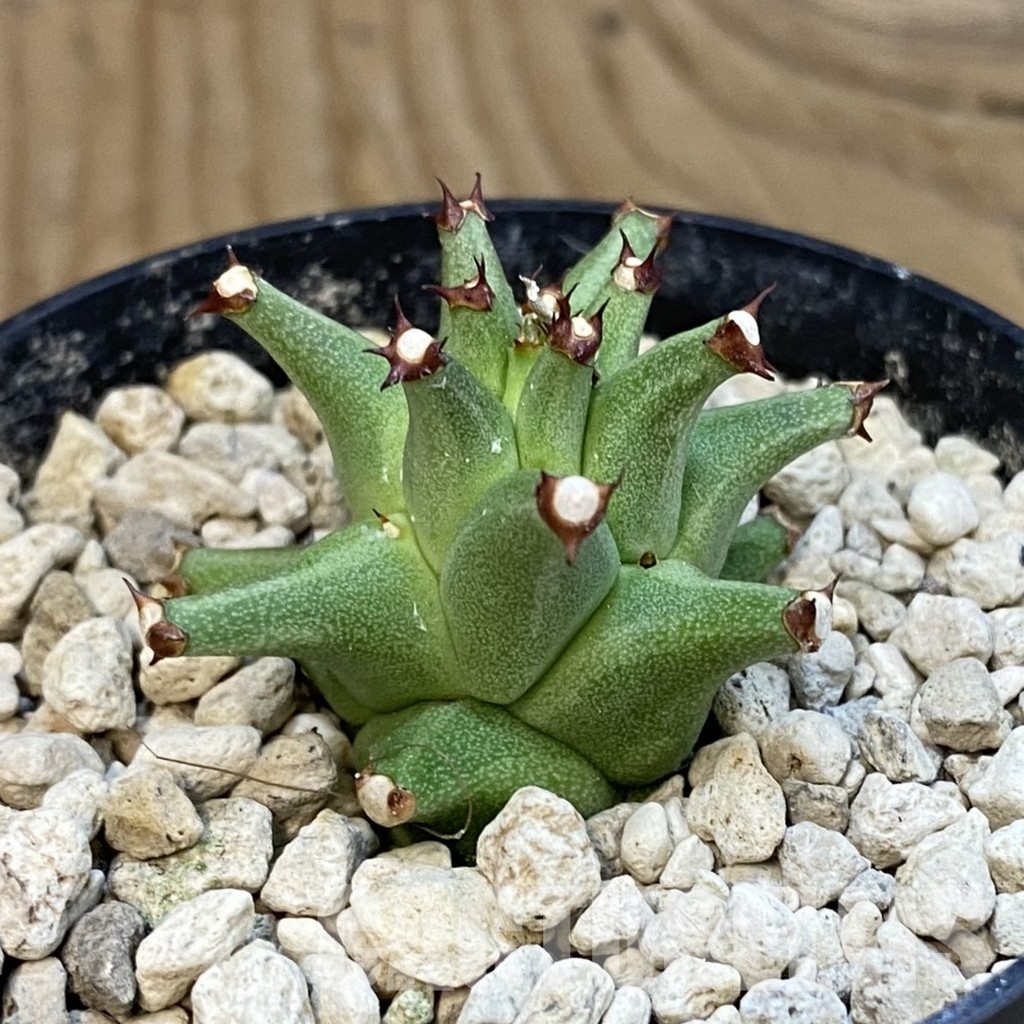 SH33874 Monadenium schubei ES 20190 - Image 2