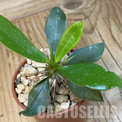 SH33875 Euphorbia delphinensis