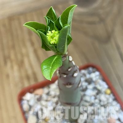 SH33876 Euphorbia aff. goetzei