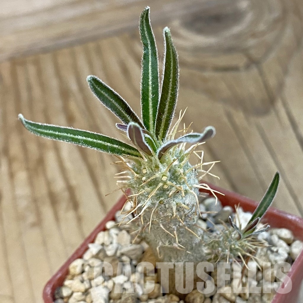 SH33878 Pachypodium rosulatum ssp. gracilius PV1823