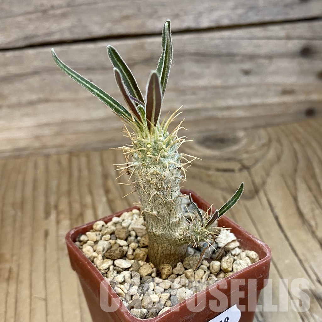 SH33878 Pachypodium rosulatum ssp. gracilius PV1823 - Image 2