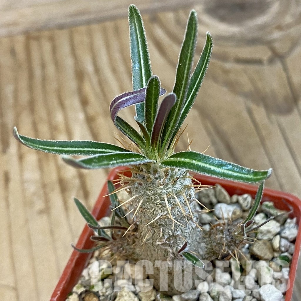 SH33879 Pachypodium rosulatum ssp. gracilius PV1823