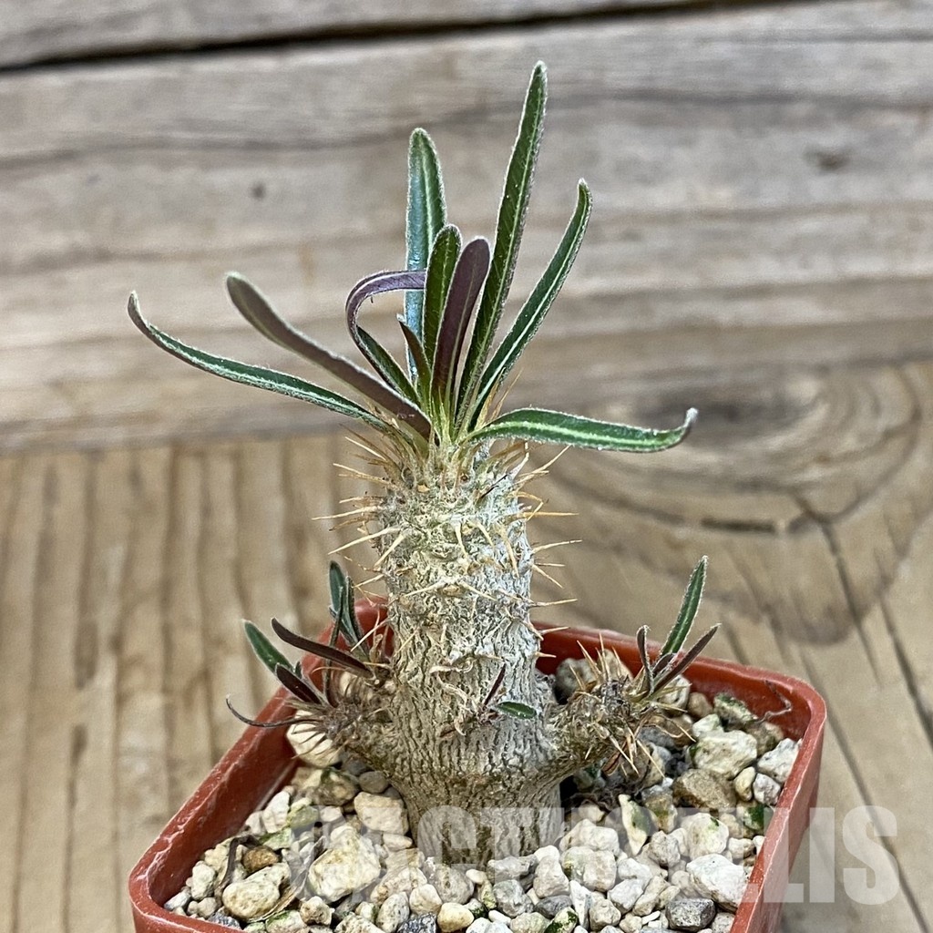 SH33879 Pachypodium rosulatum ssp. gracilius PV1823 - Image 2