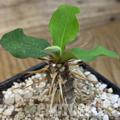 SH33882 Euphorbia croizatii
