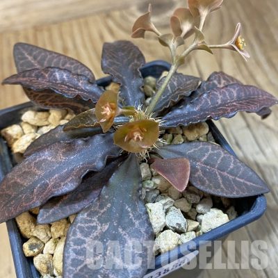 SH33888 Euphorbia francoisii -Thai hybrid-