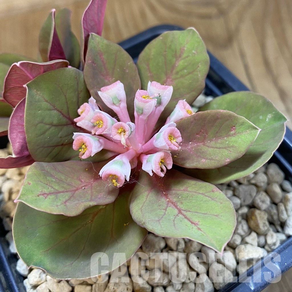 SH33894 Monadenium globosum ES 20369