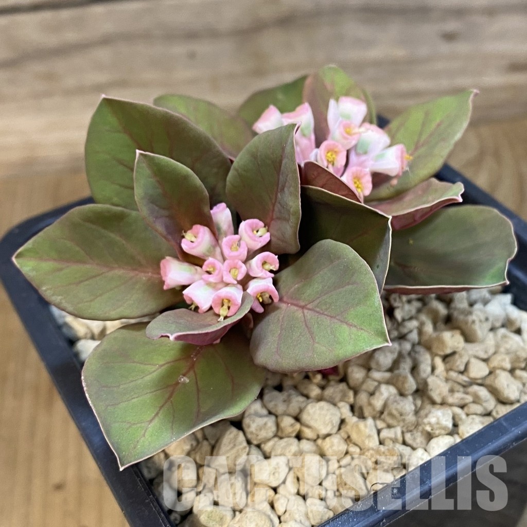 SH33894 Monadenium globosum ES 20369 - Image 2