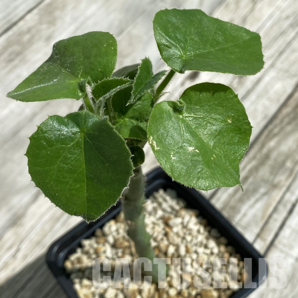 SH33896 Adenia keramanthus