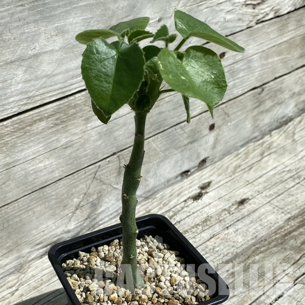 SH33896 Adenia keramanthus - Image 2