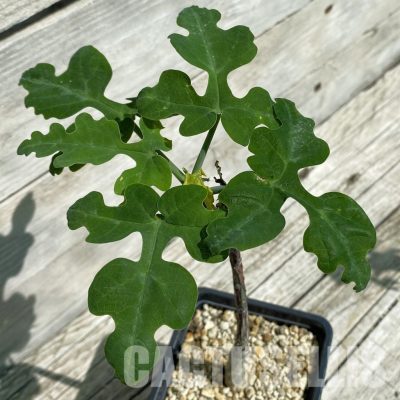 SH33899 Adenia ecirrosa