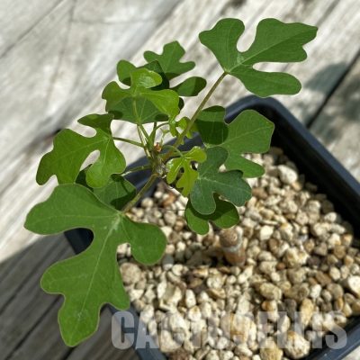 SH33900 Adenia olaboensis