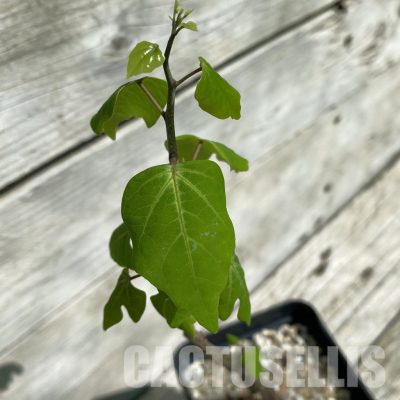 SH33904 Adenia olaboensis