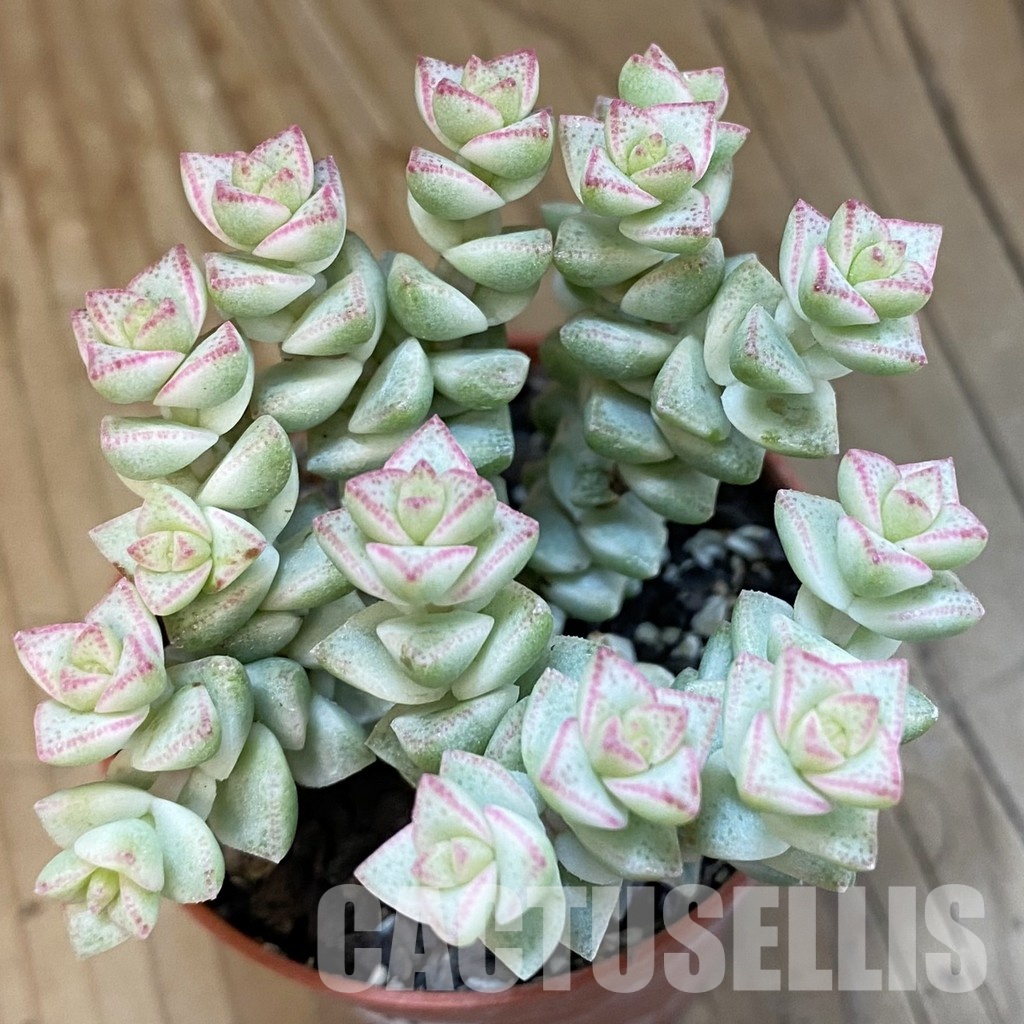 SH33841 Crassula rupestris f. variegata