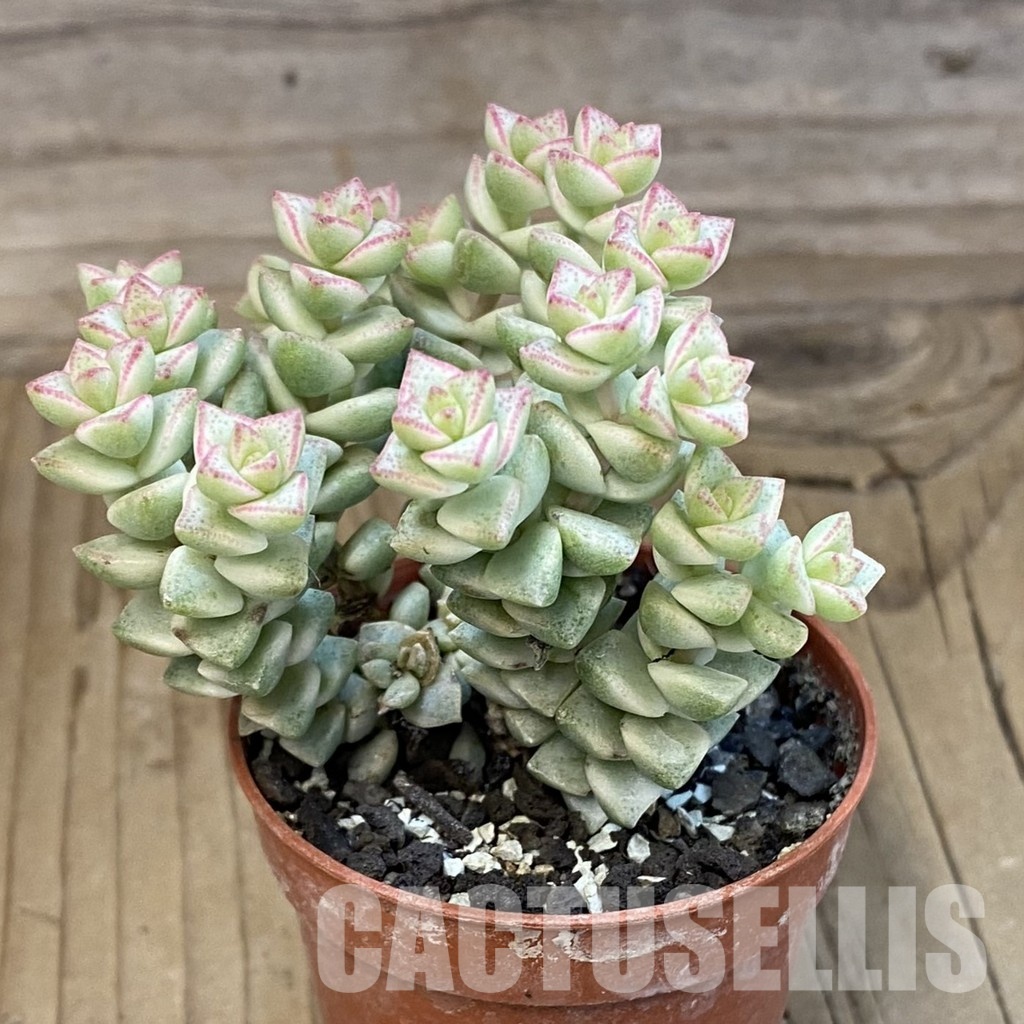SH33841 Crassula rupestris f. variegata - Image 2