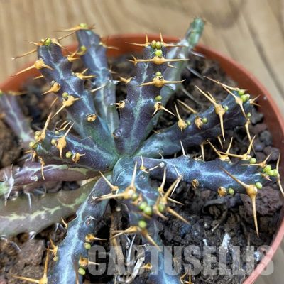 SH33845 Euphorbia micracantha