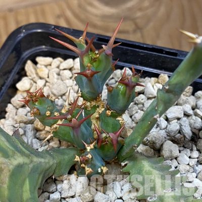 SH33849 Euphorbia clavigera