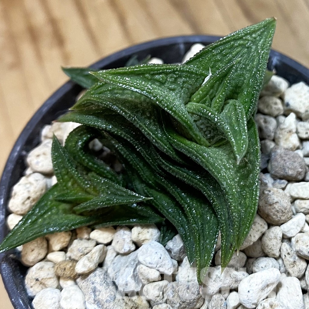 SH33832 Haworthia nigra -just E Adelaide-