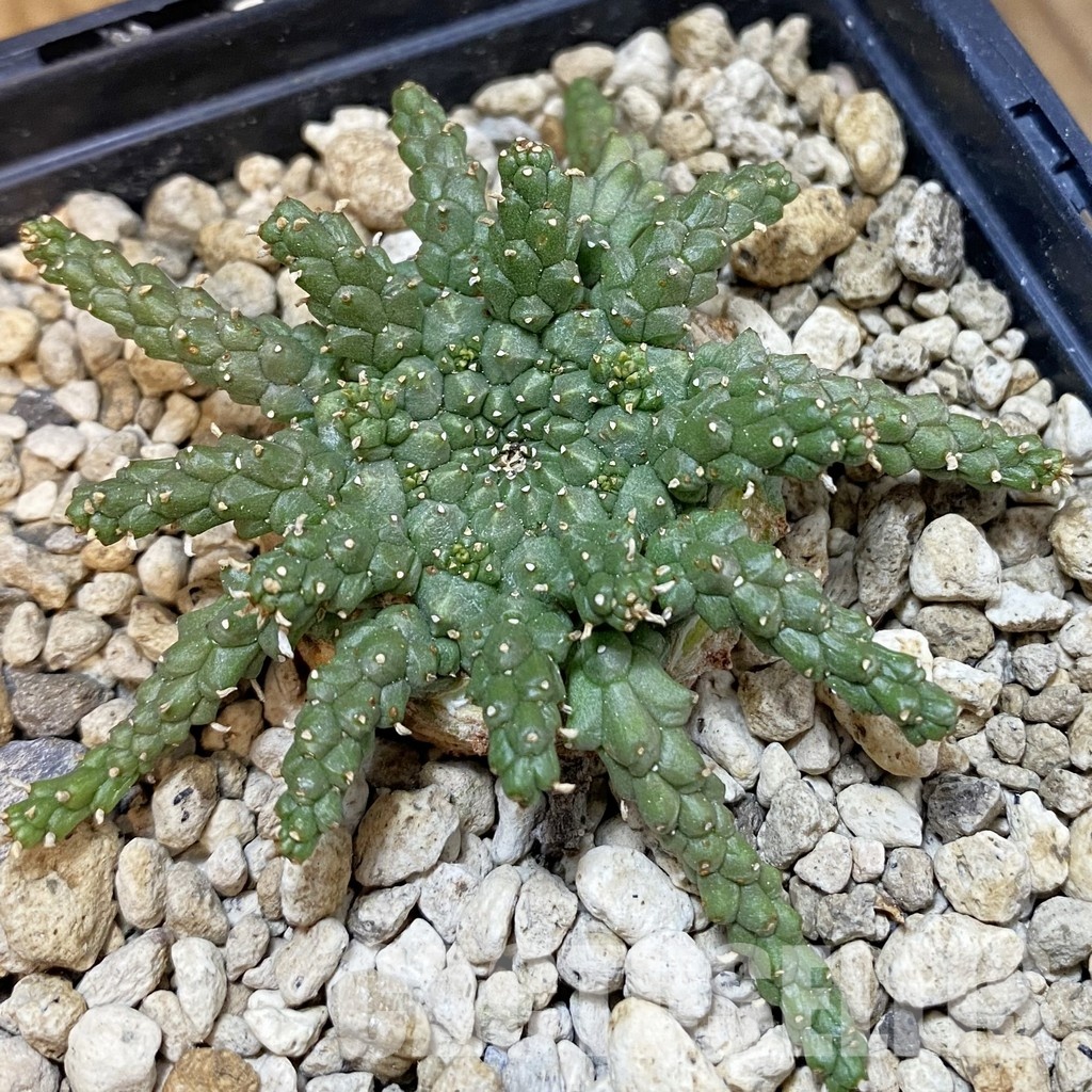 SH33858 Euphorbia brevirama ex PV