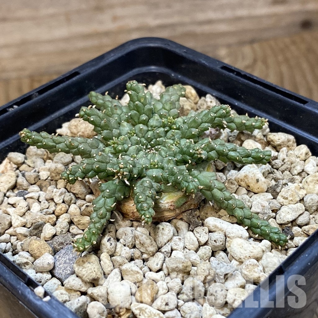 SH33858 Euphorbia brevirama ex PV - Image 2