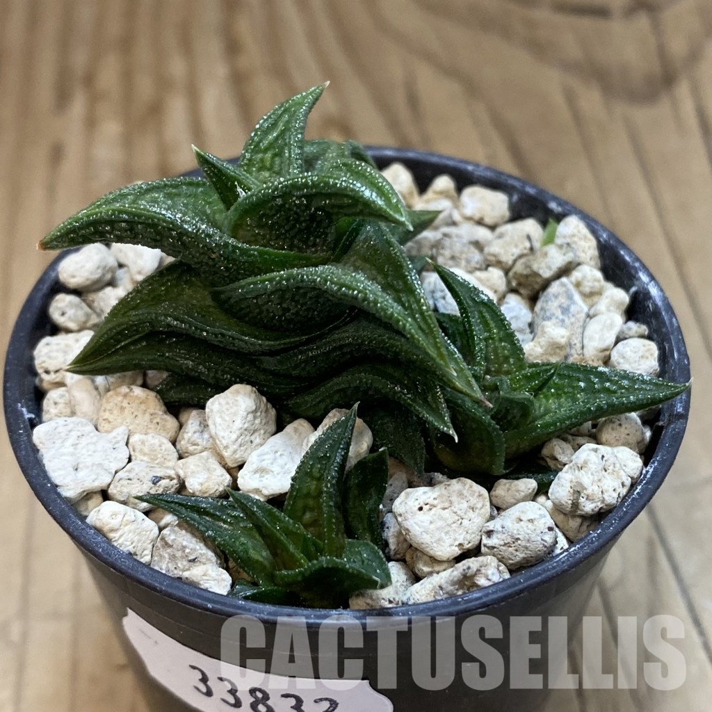 SH33832 Haworthia nigra -just E Adelaide- - Image 2