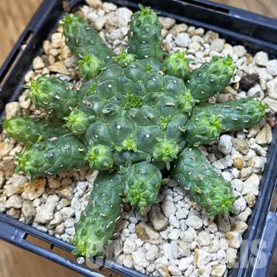 SH33859 Euphorbia clavarioides v. truncata