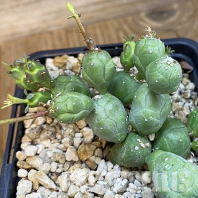 SH33860 Euphorbia globosa